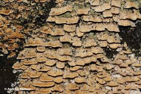 Attēlu rezultāti vaicājumam “Steccherinum ochraceum”