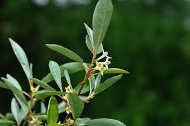 Attēlu rezultāti vaicājumam “Elaeagnus commutata”