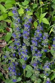Attēlu rezultāti vaicājumam “Ajuga genevensis”