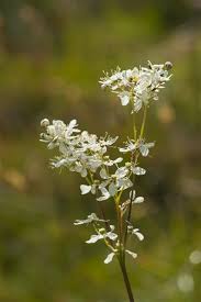 Image result for Filipendula vulgaris