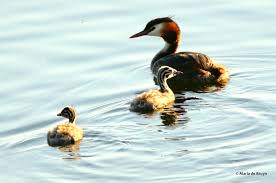 Attēlu rezultāti vaicājumam “Podiceps cristatus nest”