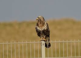 Attēlu rezultāti vaicājumam “Buteo lagopus adult”