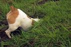 Q: Why is My Dog Digging? - Dog Talk: A Dog Blog By Rachel Baum