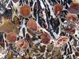 Attēlu rezultāti vaicājumam “Hypogymnia vittata”