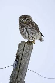 Attēlu rezultāti vaicājumam “Glaucidium passerinum adult”