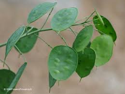 Attēlu rezultāti vaicājumam “Lunaria annua leaf”