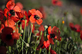 Attēlu rezultāti vaicājumam “Papaver argemone”