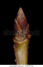 Attēlu rezultāti vaicājumam “Cerasus bud”