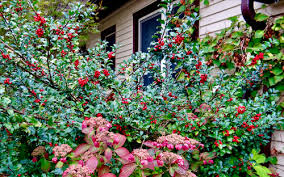 Attēlu rezultāti vaicājumam “Ilex x meserveae”