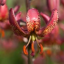 Image result for Lilium martagon `Manitoba Fox`