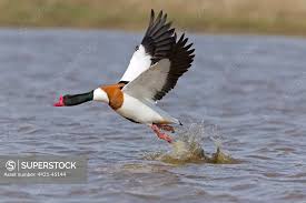 Attēlu rezultāti vaicājumam “Tadorna tadorna male”