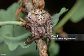 Attēlu rezultāti vaicājumam “Araneus angulatus”