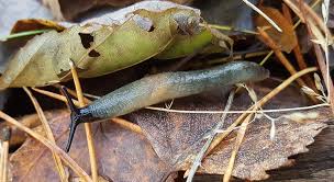 Attēlu rezultāti vaicājumam “Krynickillus melanocephalus”