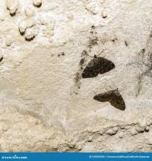 Attēlu rezultāti vaicājumam “Triphosa dubitata”