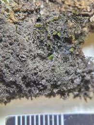 Attēlu rezultāti vaicājumam “Leptogium lichenoides”