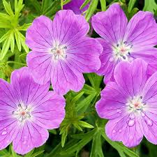 Attēlu rezultāti vaicājumam “Geranium sanguineum”