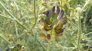 Attēlu rezultāti vaicājumam “Medicago x varia  flower”