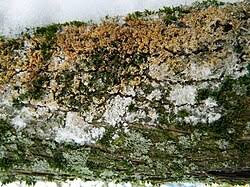 Attēlu rezultāti vaicājumam “Athelia pyriformis”