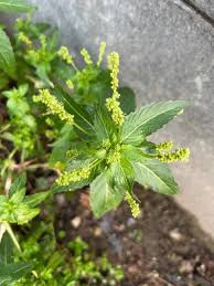 Attēlu rezultāti vaicājumam “Mercurialis perennis fruit”