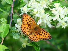 Attēlu rezultāti vaicājumam “Brenthis daphne upperside”