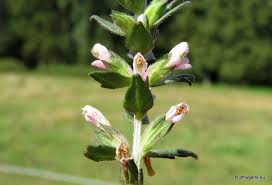 Attēlu rezultāti vaicājumam “Odontites vulgaris fruit”