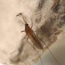 Attēlu rezultāti vaicājumam “Culex pipiens female”