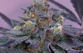 Attēlu rezultāti vaicājumam “Trichia botrytis stalked”