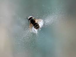 Attēlu rezultāti vaicājumam “Entomophthora”