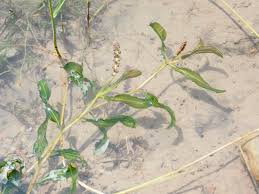 Attēlu rezultāti vaicājumam “Potamogeton lucens leaf”