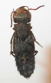 Attēlu rezultāti vaicājumam “Ontholestes murinus”