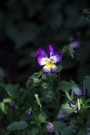 Attēlu rezultāti vaicājumam “Viola uliginosa”