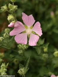 Image result for Lavatera thuringiaca