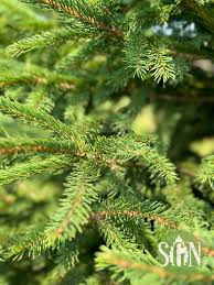 Attēlu rezultāti vaicājumam “Picea abies leaf”