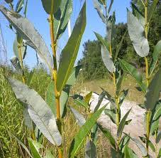 Attēlu rezultāti vaicājumam “Salix myrtilloides leaf”