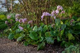 Attēlu rezultāti vaicājumam “Bergenia crassifolia flower”