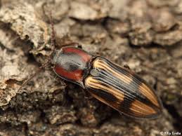 Attēlu rezultāti vaicājumam “Selatosomus cruciatus”