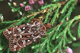 Attēlu rezultāti vaicājumam “Lycophotia porphyrea”
