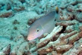 Image result for Malacanthus plumieri