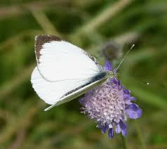 Attēlu rezultāti vaicājumam “Pieris brassicae underside”