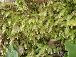 Attēlu rezultāti vaicājumam “Eurhynchium hians”