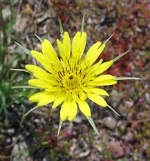 Attēlu rezultāti vaicājumam “Tragopogon heterospermus flower”