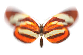 Attēlu rezultāti vaicājumam “Nymphalis xanthomelas pupa”