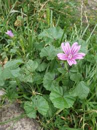 Image result for Malve