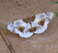 Attēlu rezultāti vaicājumam “Abraxas sylvata”