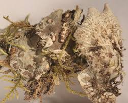 Attēlu rezultāti vaicājumam “Peltigera extenuata”