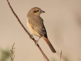 Image result for Lanius isabellinus