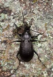 Attēlu rezultāti vaicājumam “Carabus hortensis”