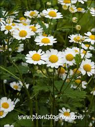 Image result for Tanacetum parthenium 'Tetraweiss'