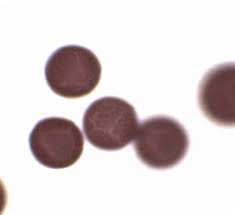 Attēlu rezultāti vaicājumam “Physarum straminipes”