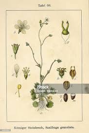 Attēlu rezultāti vaicājumam “Saxifraga granulata”